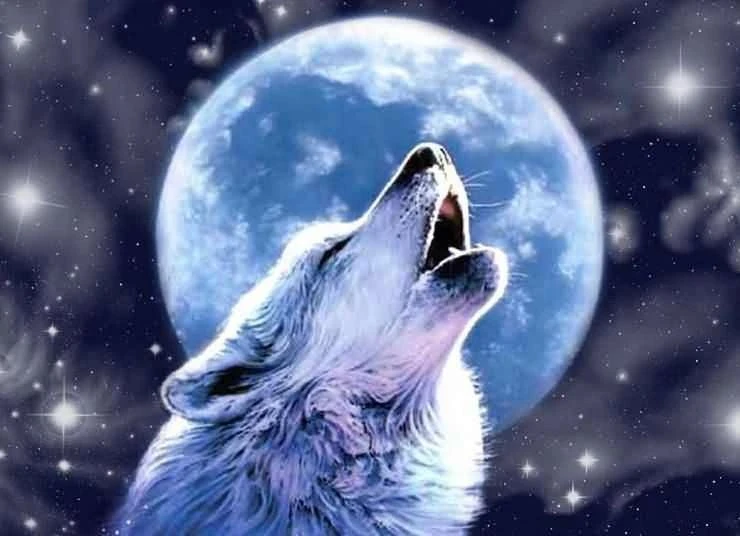 🐶🌚Собаки не воют на Луну — это красивый миф. Лунный свет или фазы спутника не имеют д...