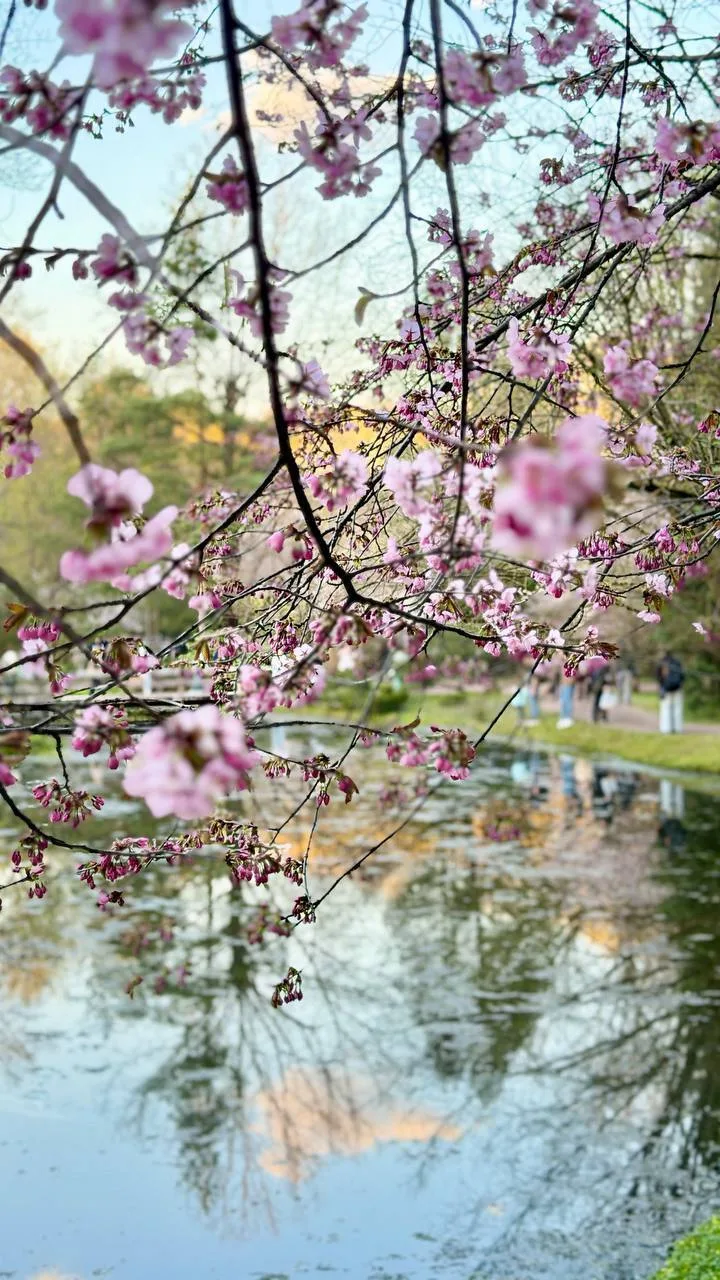 🌸 Нежные цветы сакуры в Японском саду делают это место одним из самых атмосферных в городе.
