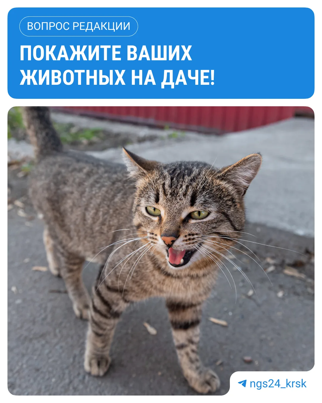 🐾 Дача — это не только грядки и шашлыки, но и любимые питомцы, которые отдыхают и работают вместе с