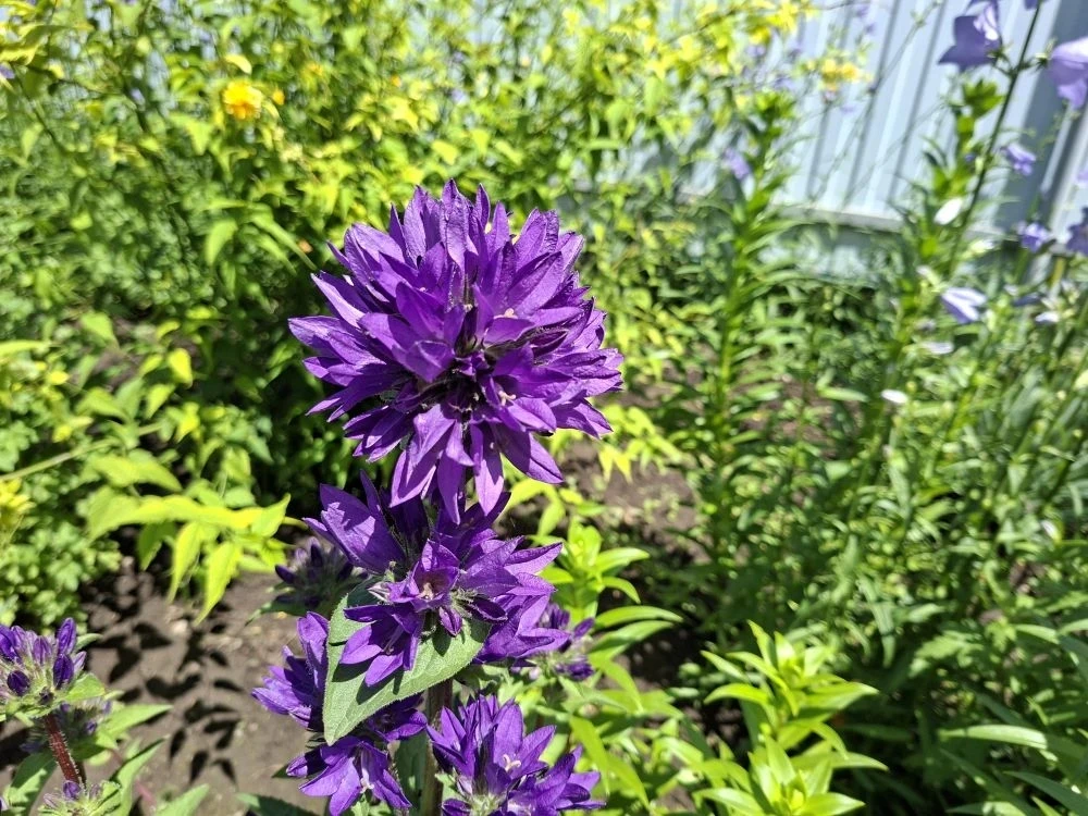 🌺 Друзья, какая красота живёт в наших чатах!  Посмотрите, какие чудесные фотографии прислал Вячеслав