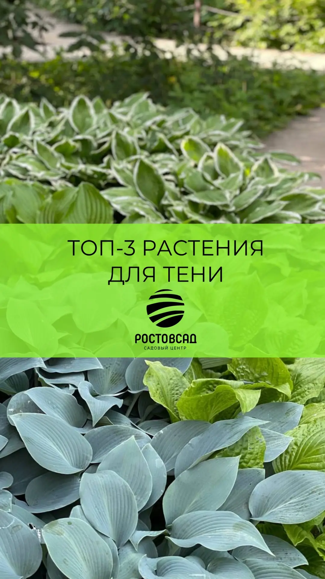 Растения для тени! Всем растениям нужен свет для роста. ⠀ Но есть растения которые растут в тени дер