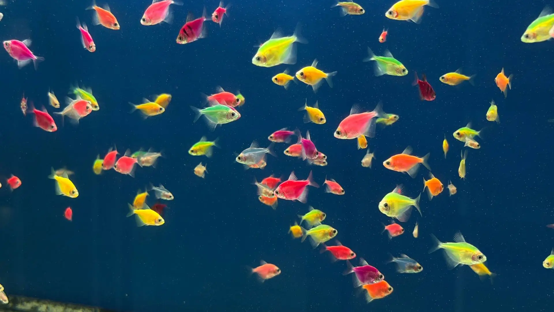 🐠 Рыбки для вашего аквариума!