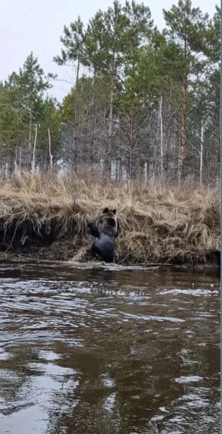 Проснувшийся хозяин тайги попал в кадр амурским охотоведам сразу после водных процедур  В Ульминском
