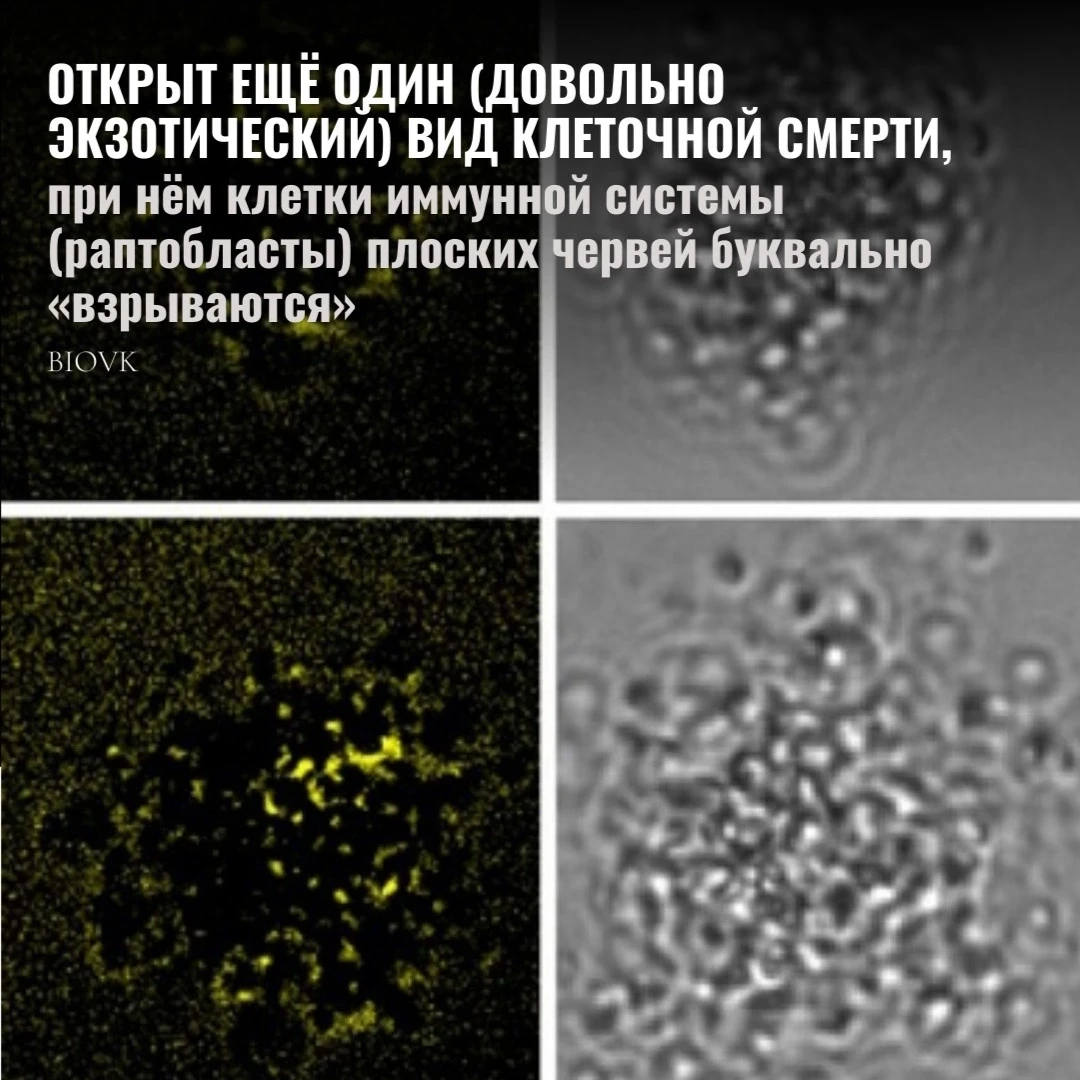 Международная команда из США и Израиля обнаружила у планарий (плоских червей) иммунные клетки, котор