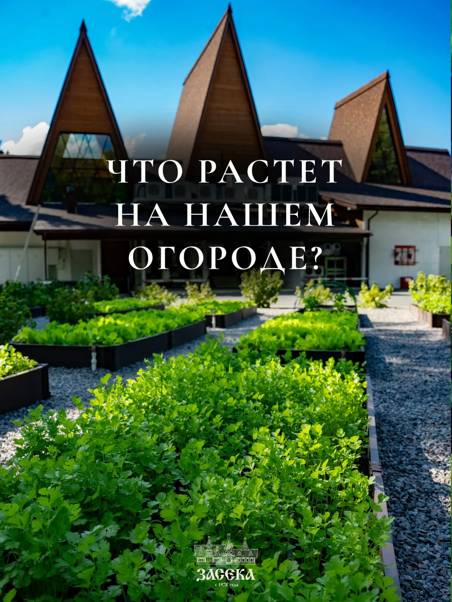 Гордость нашего ресторана - собственный огород.