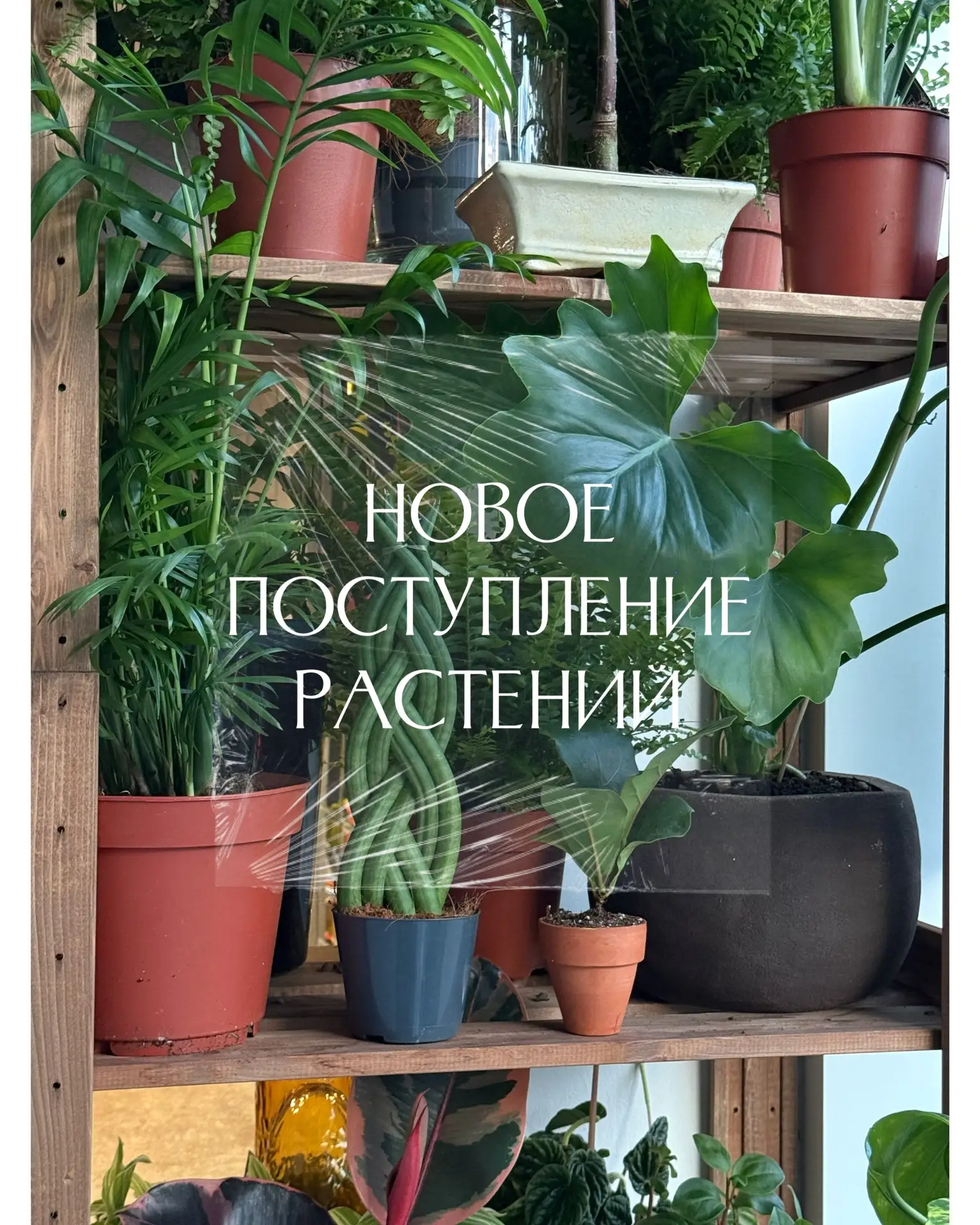 Новое поступление 
растений для дома 🪴🌱

Будут радовать вас очень долго, превратятся в настоящие д