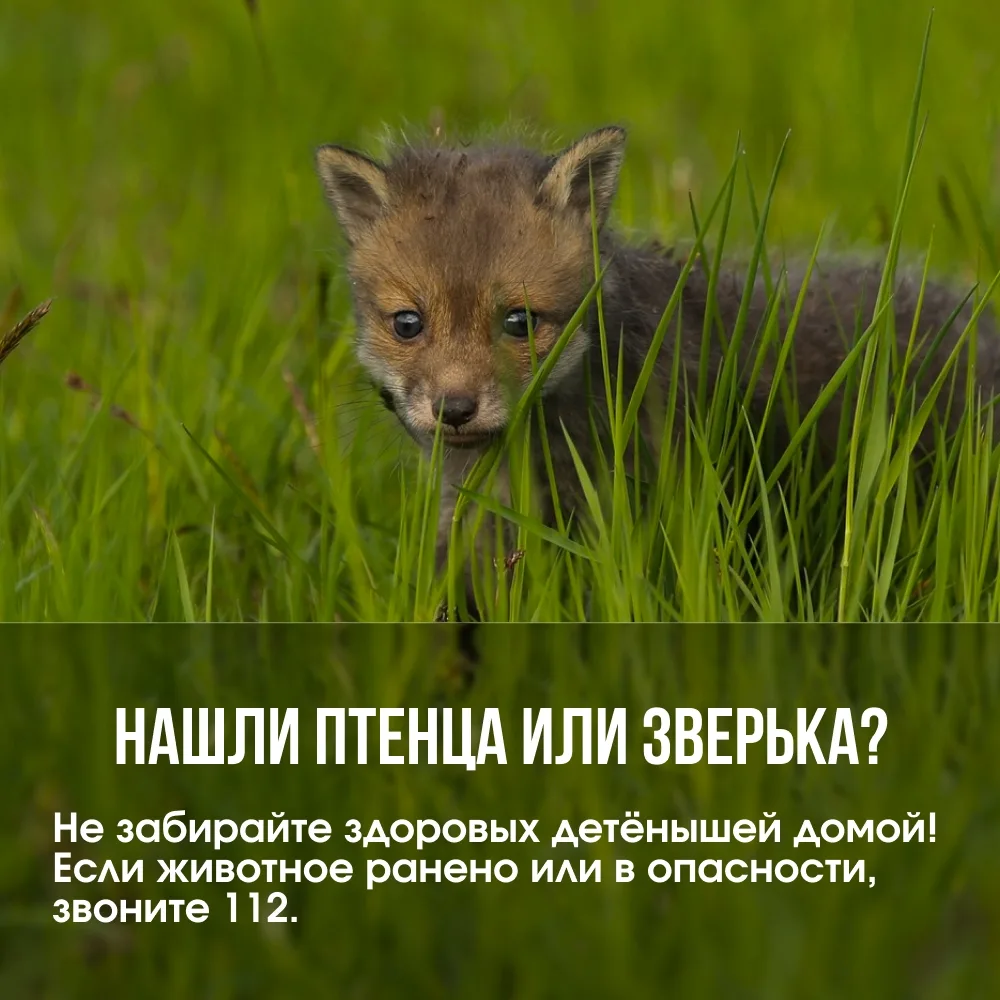 Нашли дикое животное или птенца? Не навредите!