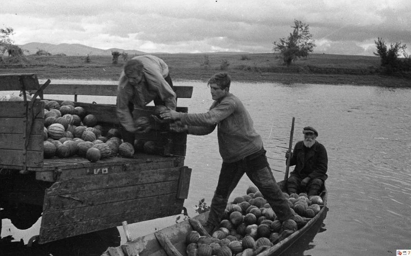 Погрузка выращенных арбузов. Колхоз им. Калинина Усть-Абаканского района Хакасской авто...