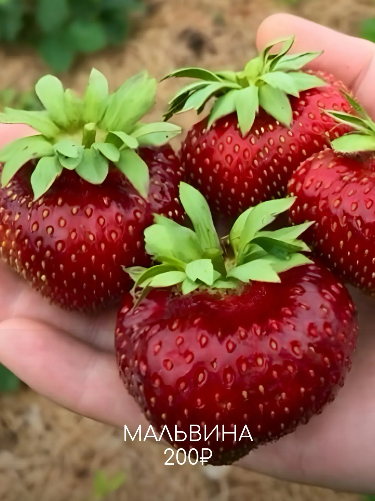 🍎🍏Пока деревья только просыпаются, для садовода начинается самое важное время. Земля ещё держит зимн