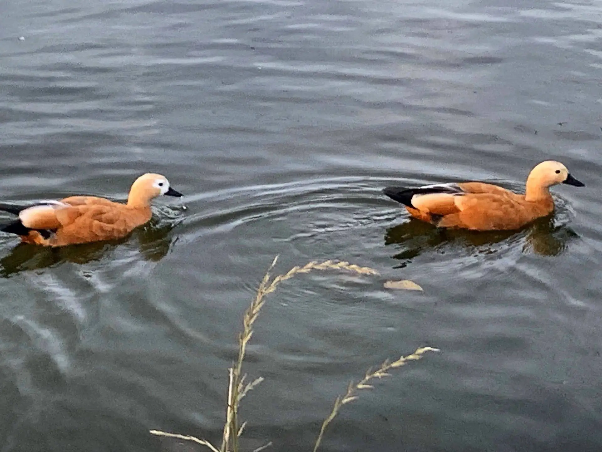 🦆 Утренний кадр с утками в Люблинском парке