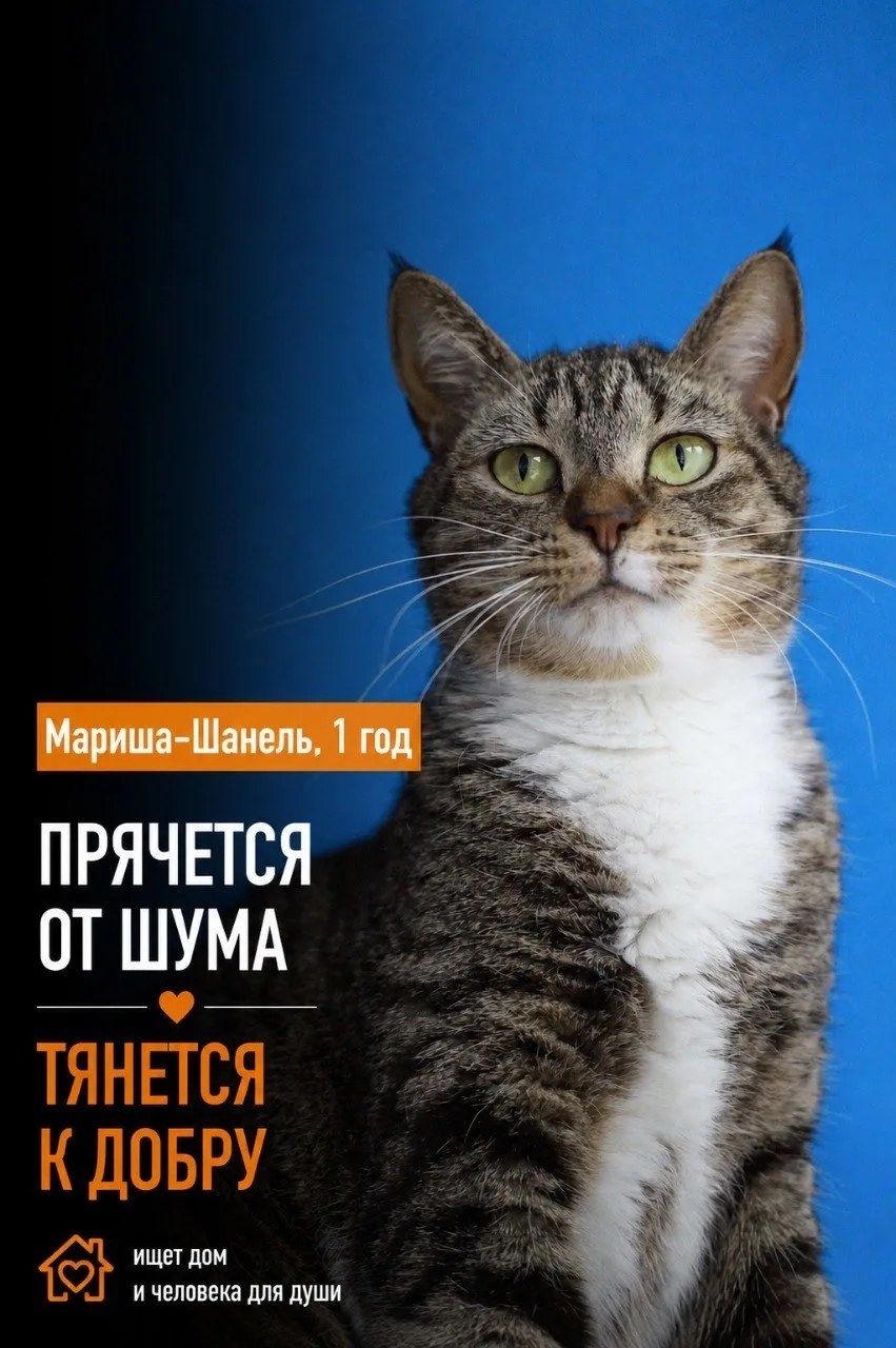 Притаилась и наблюдает.
