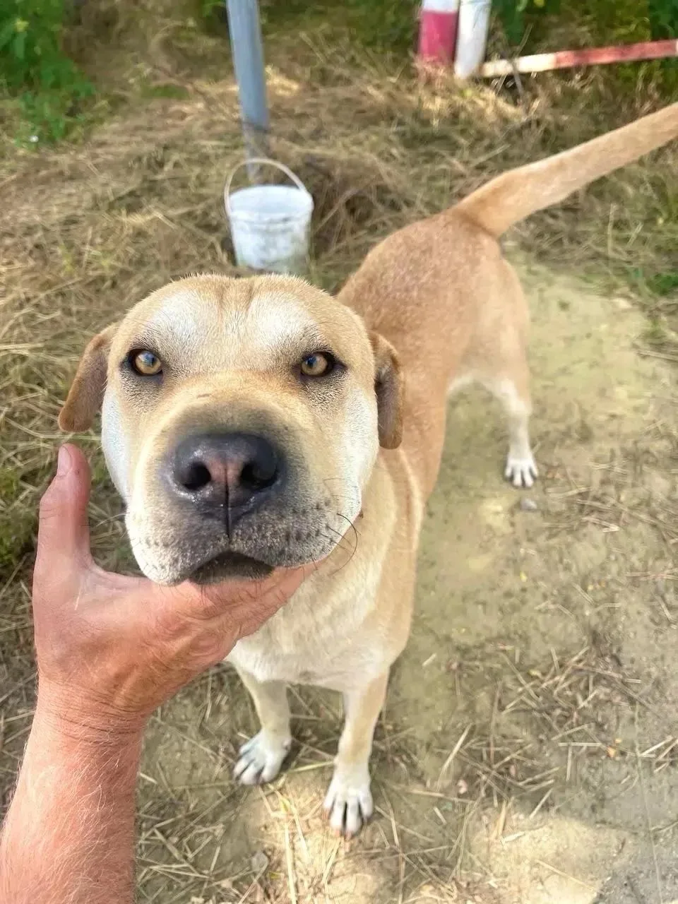 🐶 Барбос — умный, весёлый и очень преданный пёс, которому срочно нужен дом! 🏡

Когда‑то он был чьи