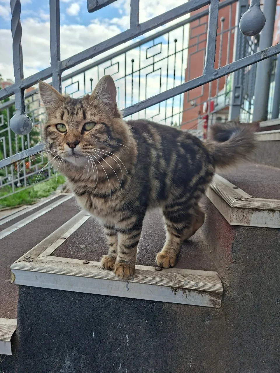 🐾 Короче, найдись!