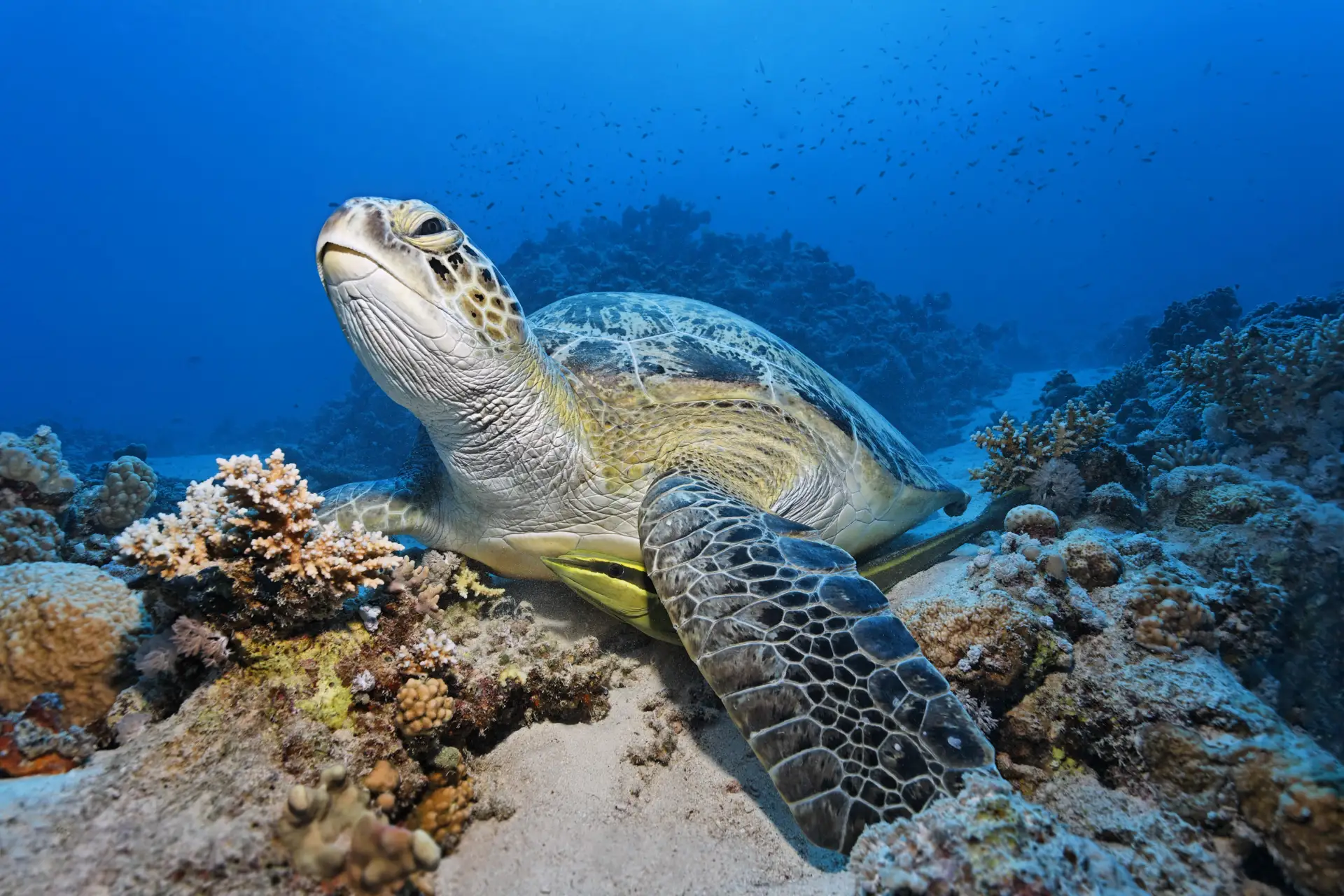 🐢 Китай заявил об обнаружении череп и рыб со шпионскими датчиками

Иностранные спецслужбы прикрепля