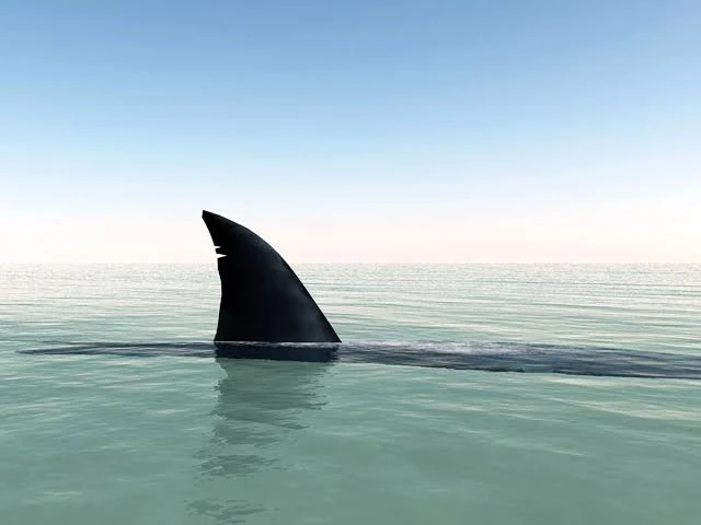 🦈 Внимание, жители и гости ЗАТО Фокино!