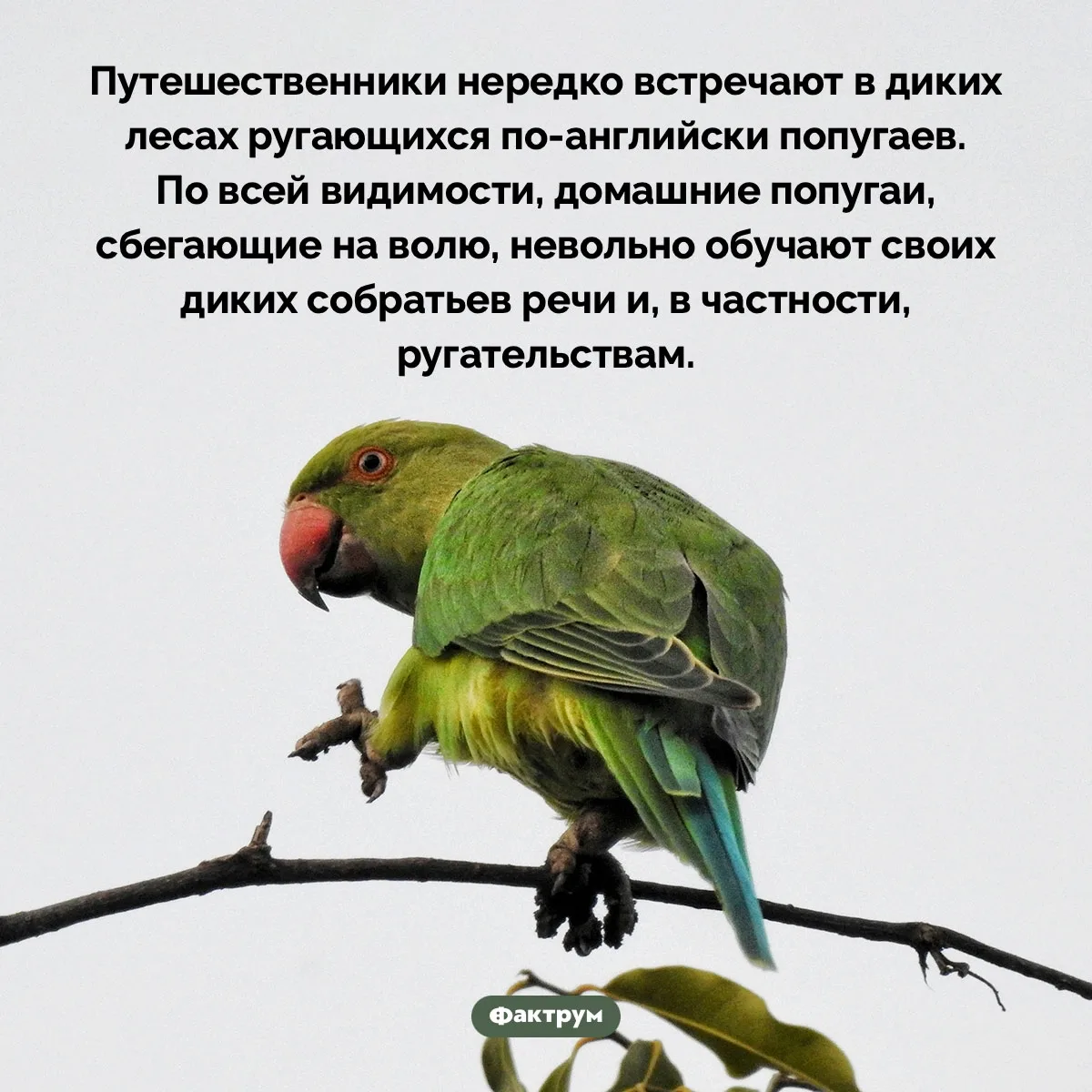 Рубрика "Факты дня в картинках"