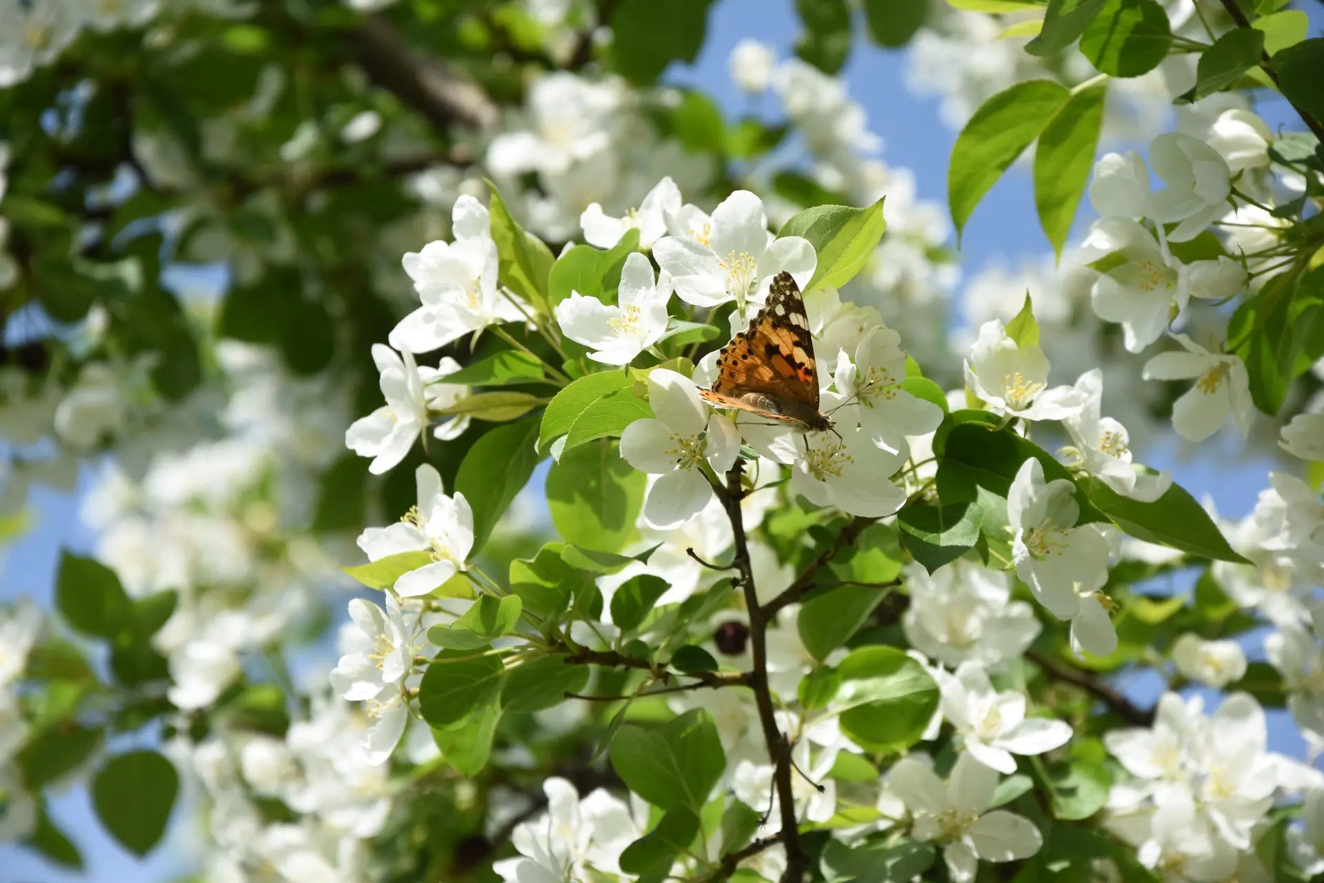 А за окном май 🌸  Красота вокруг, солнце, зелень — даже дорога до главного корпуса теперь радует. Вд