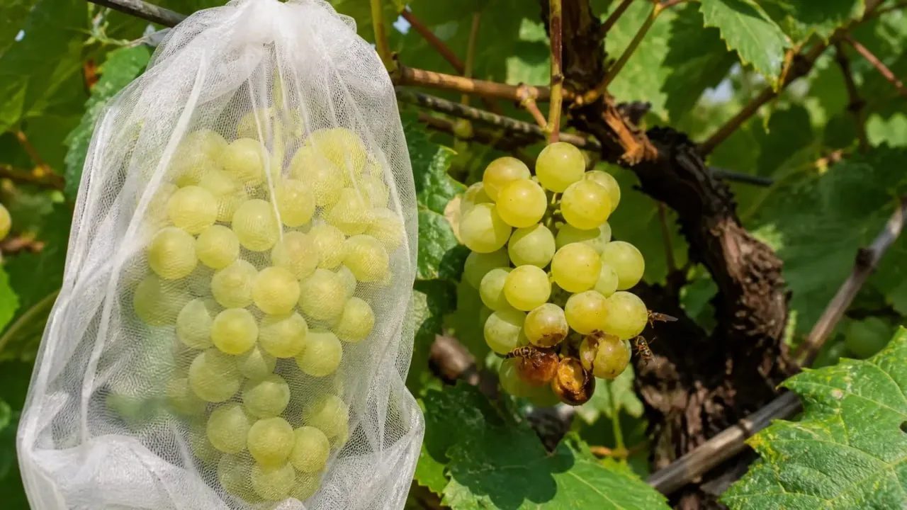 🍇 Как защитить созревающие грозди винограда от ос