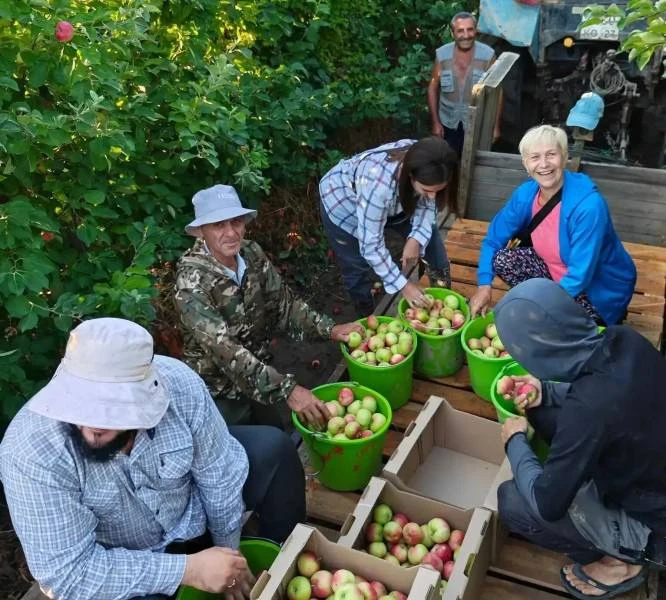 🍎 В Туапсинском округе начали собирать первые летние яблоки.