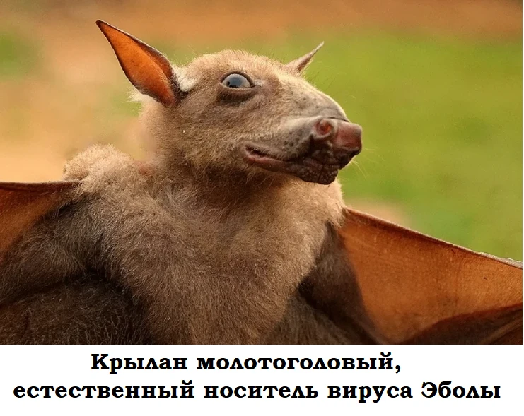 📌 #СанЭпидДайджест