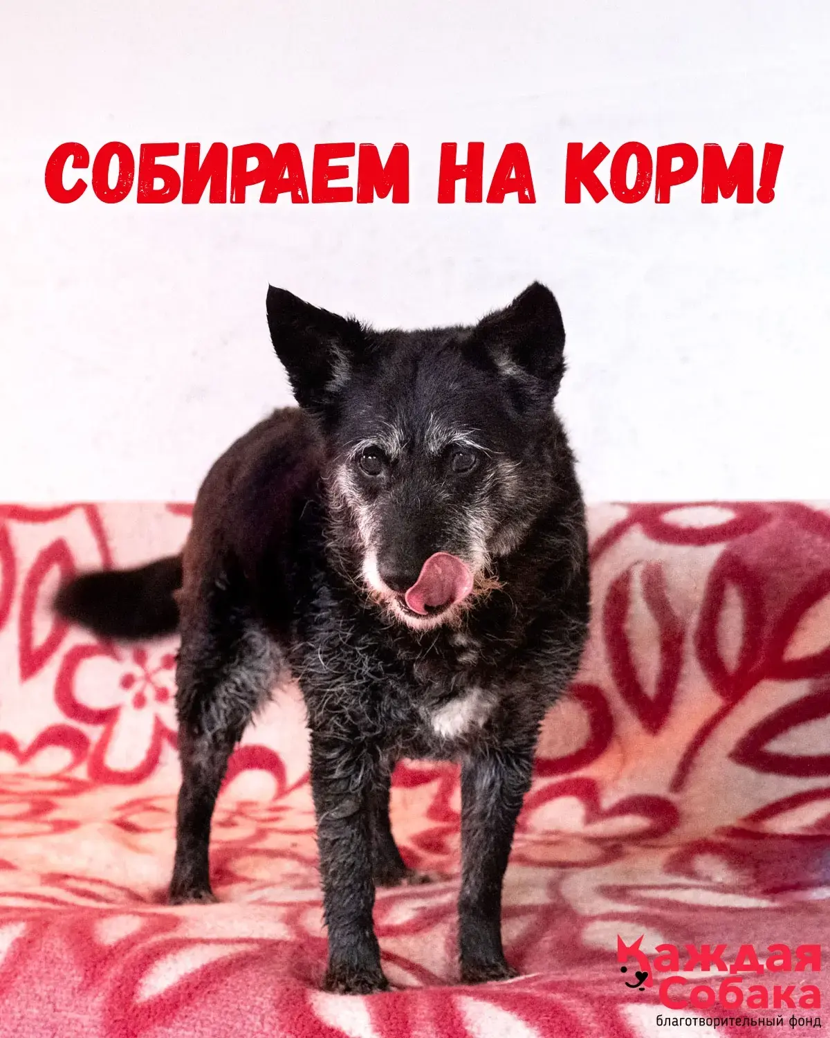 Собираем помощь на корм собакам! 🐾 🐕