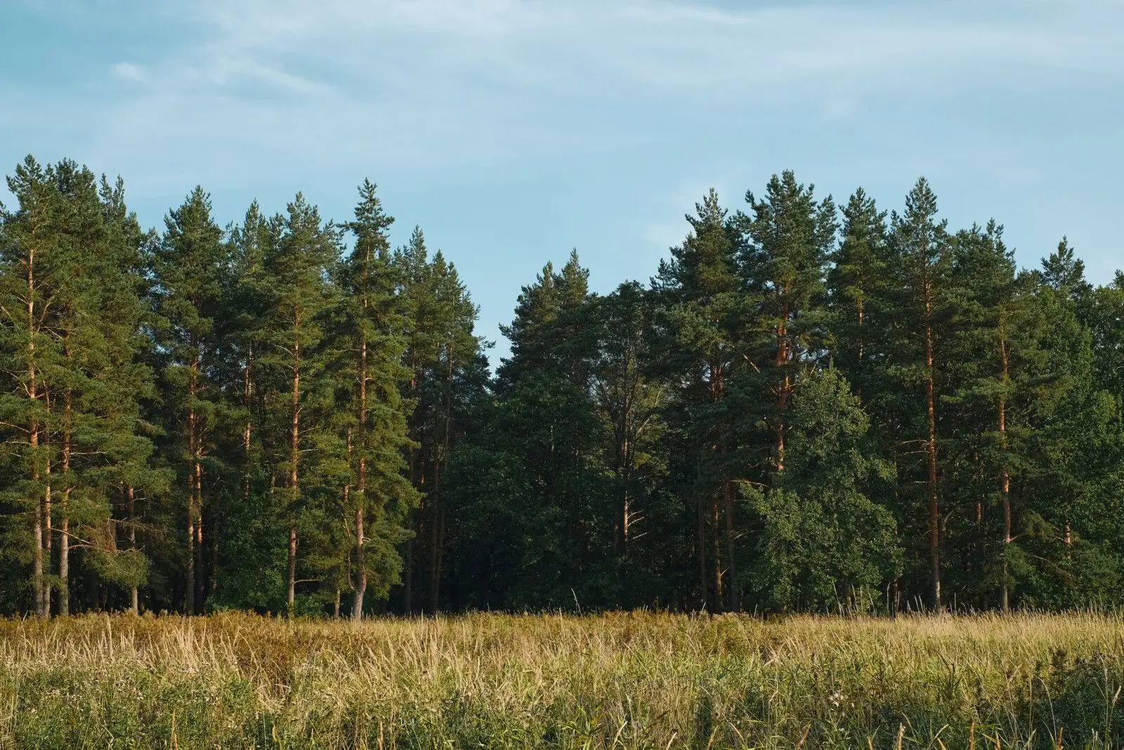 🌲 В Омской области официально сняли запрет на посещение лесов

Особый противопожарный режим, действ
