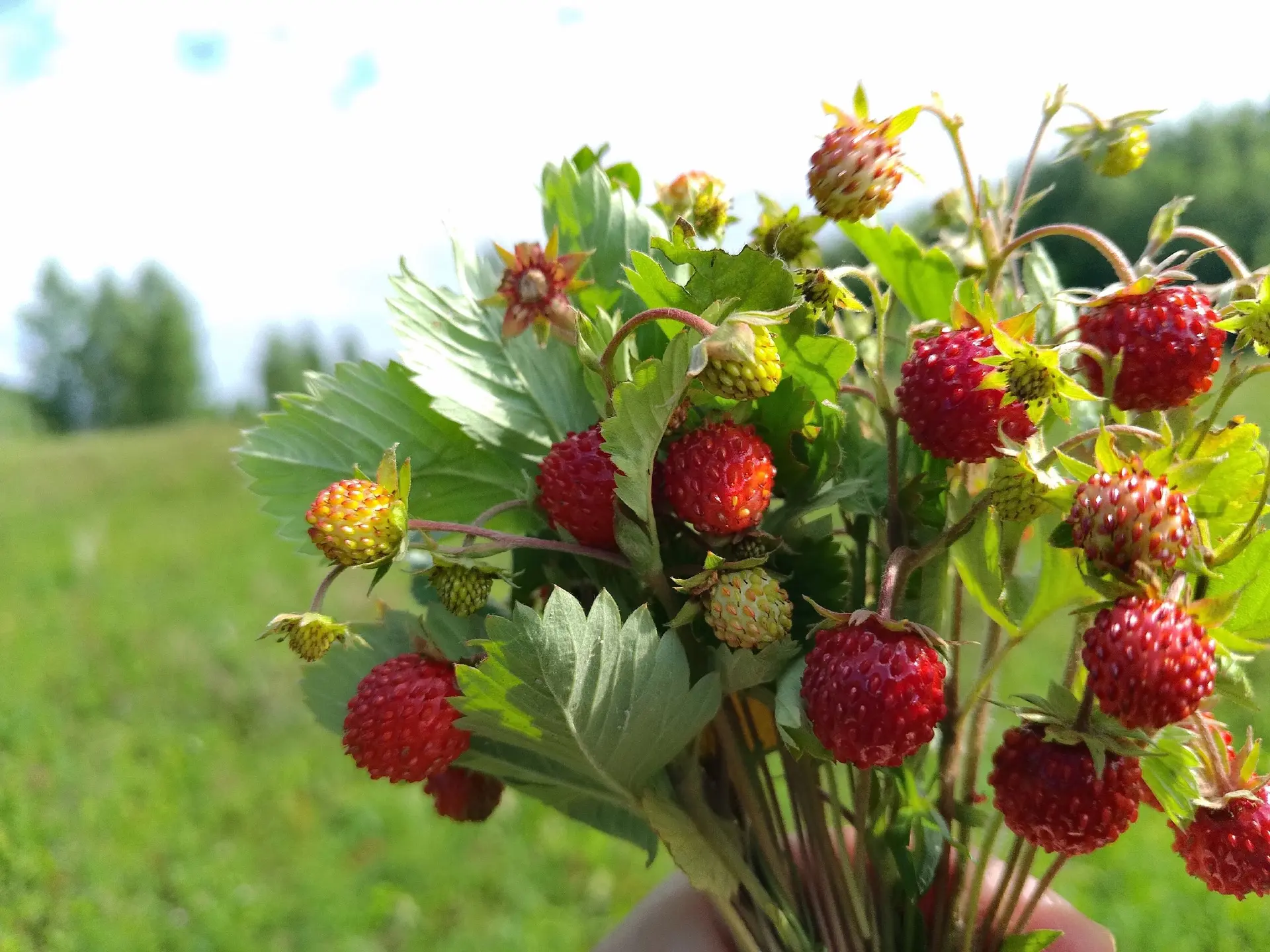 Доброе утро, новошешминцы! 😊 Как отдохнули?

🍓Наши жители вовсю собирают луговые ягоды! Кто тоже у