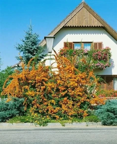 Пираканта Солей Дор