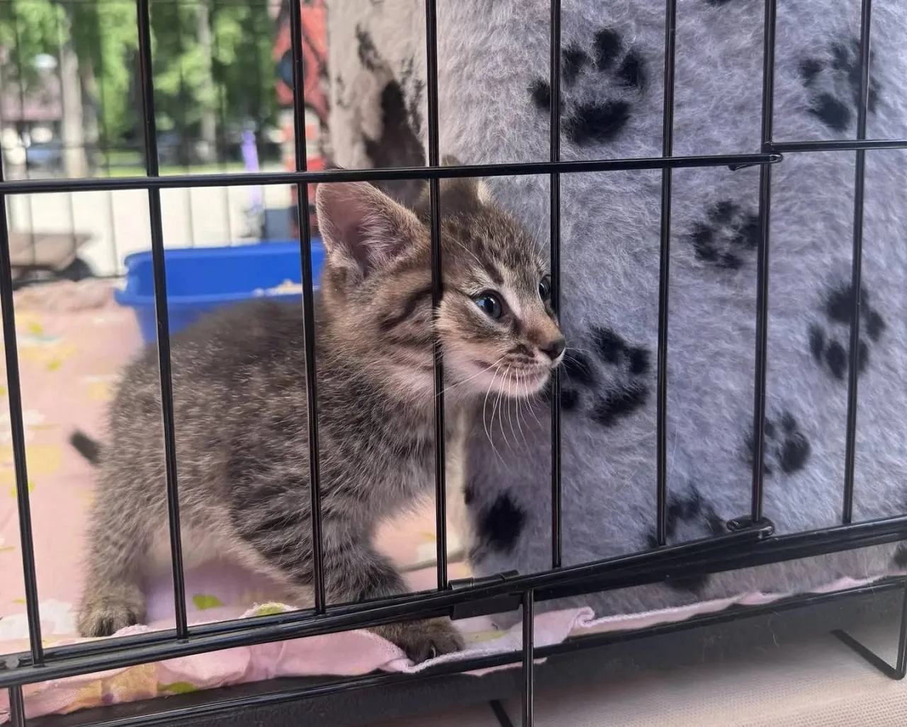 🐈‍⬛ Сегодня в Уфе пройдет акция помощи бездомным животным «Ищу человека»