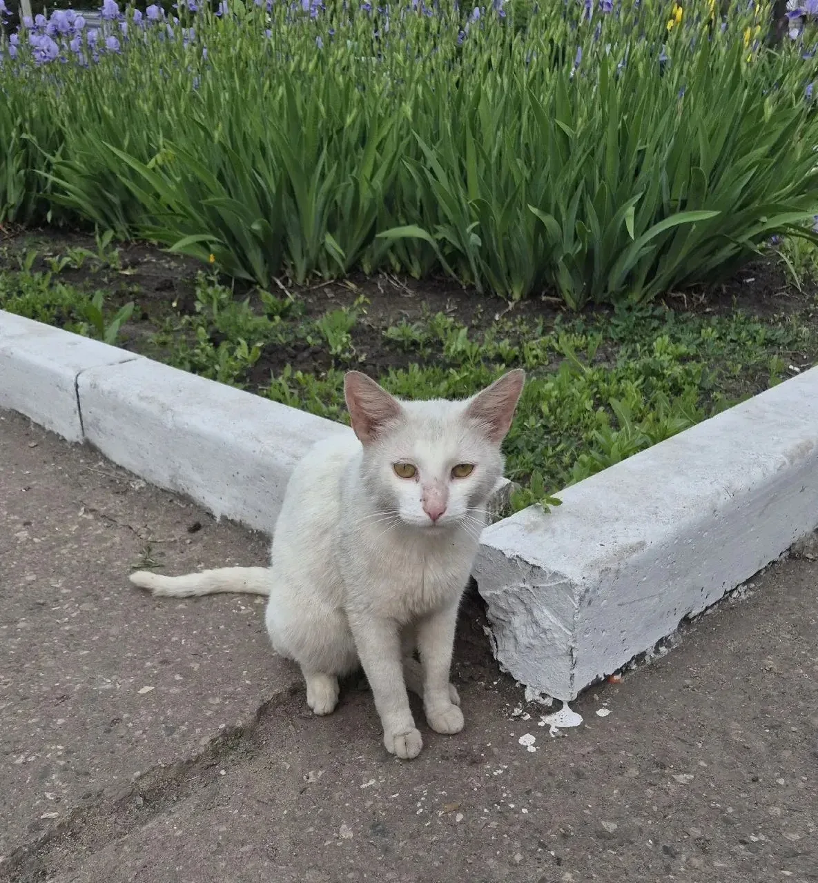 Срочно нужен дом котику. Очень добрый и ласковый 🥺

#отподписчика 

Подслушано Ртищево. Подписаться