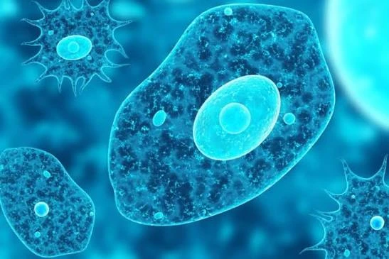 🔬 Клетки, обманувшие смерть