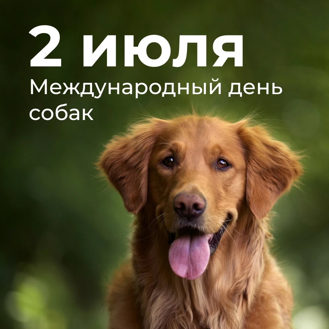 🐕Международный день собак отмечается 2 июля

👆Праздник объединяет собаководов, кинологов, волонтер