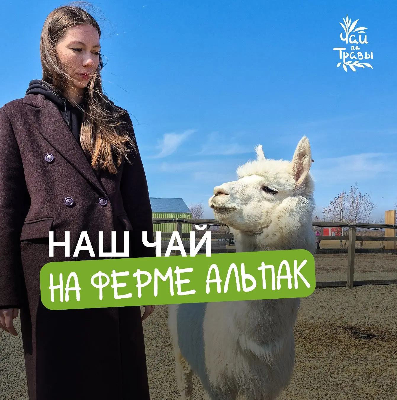 🌿У нас новый партнёр — приморская ферма альпак

Теперь вы можете попробовать наш чай прямо там, сре