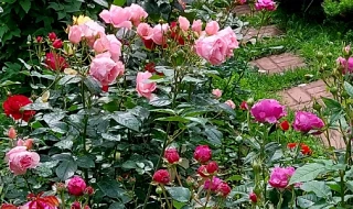 🌹 Вопросы и ответы про розы в августе