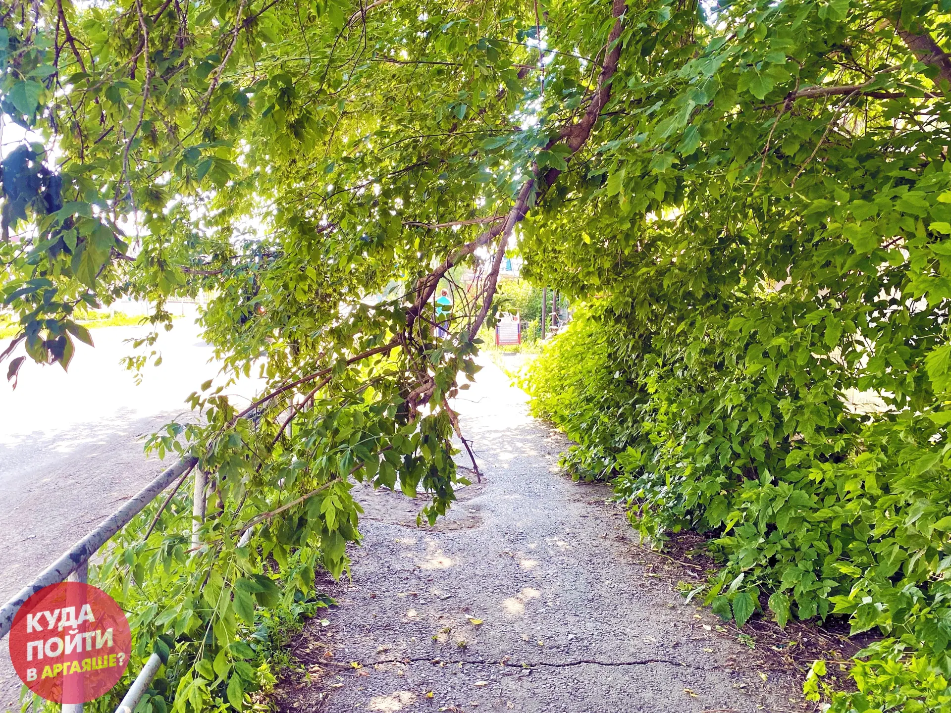 🌳 На улице Ленина над тротуаром низко свисает дерево
 
Фото прислала подписчица страницы "Куда пойт
