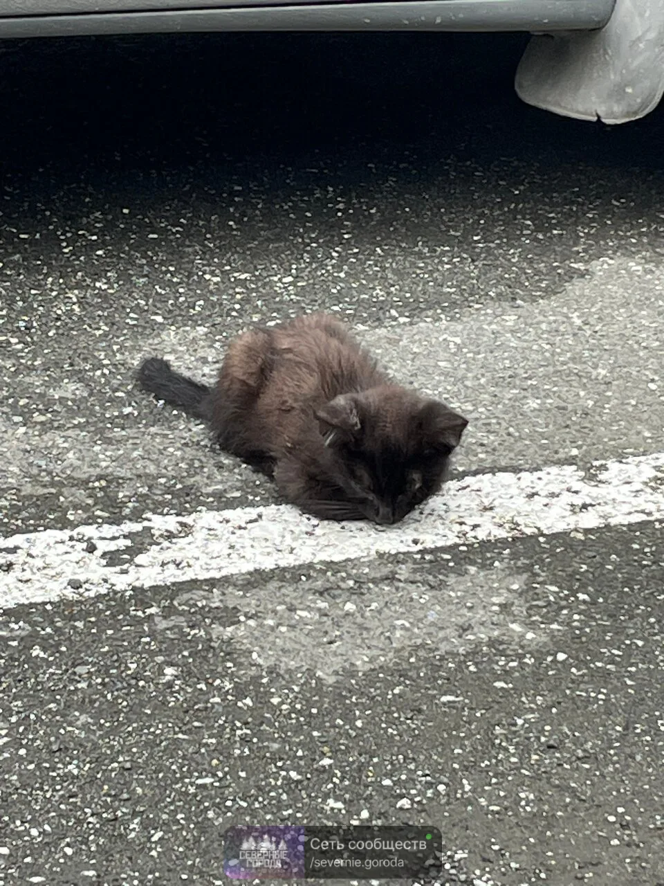 Может кому нужен?🥺 Котенок на парковке у управления городского хозяйства
