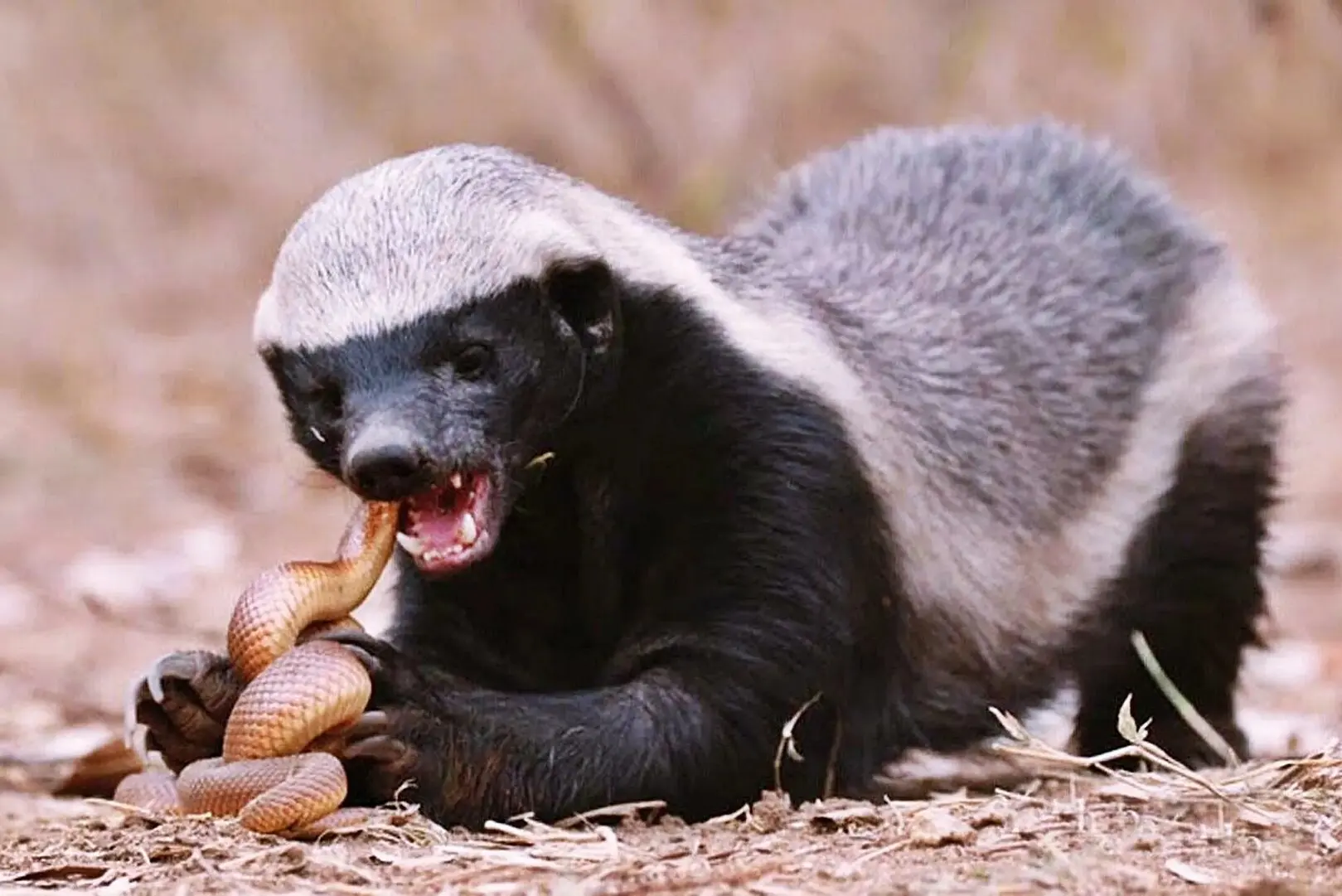 🦡 Медоед (Mellivora capensis)
