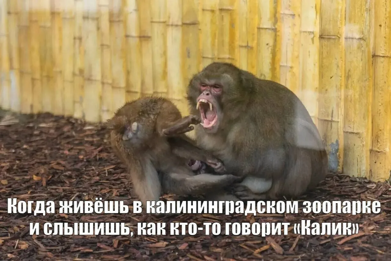 Ну и раз уж сегодня День нашего зоопарка, закончим весёлым постом с мемами о его обитателях, от реда