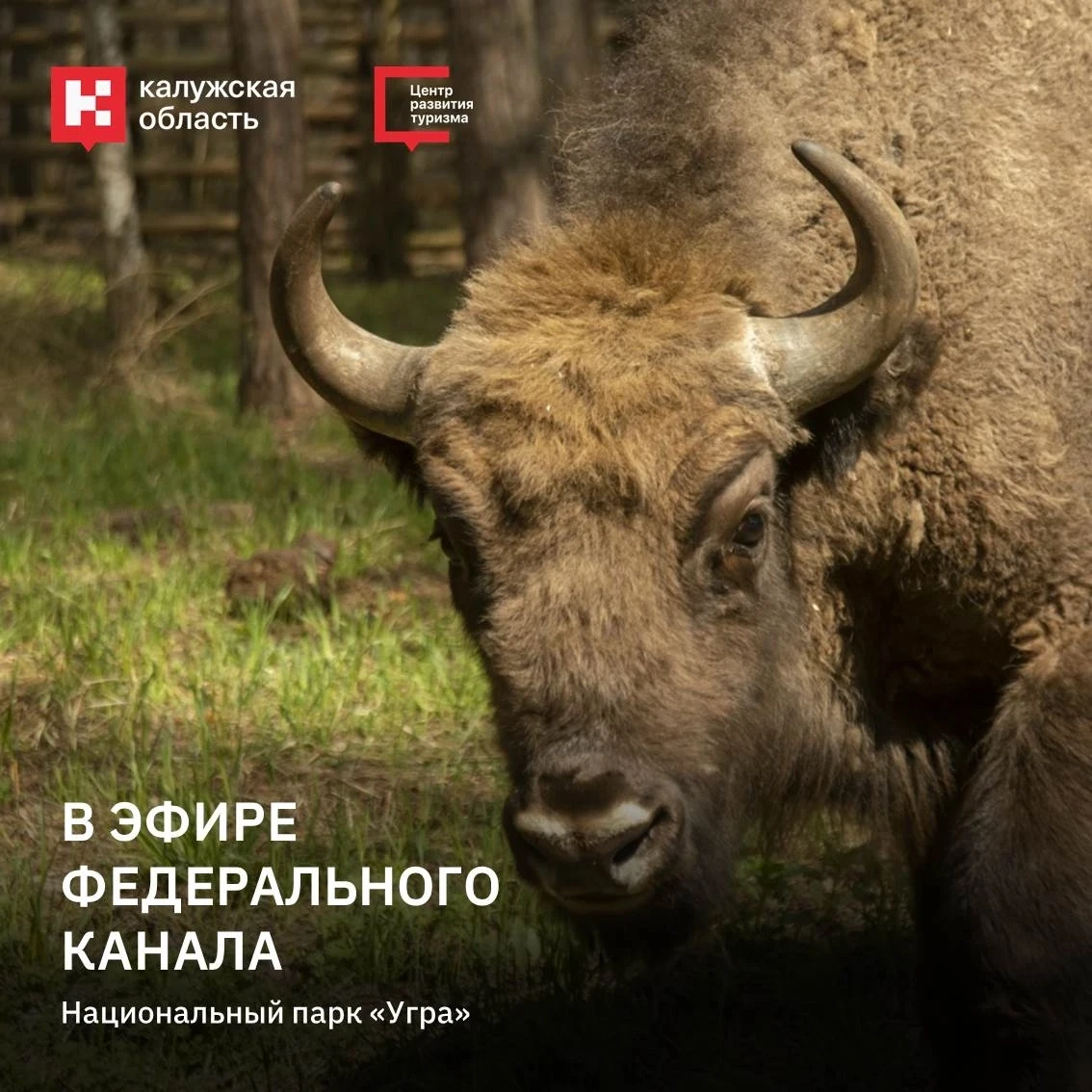 🦬 Калужская область — в новом выпуске федерального телеканала 

На телеканале «Россия 24» вышел нов