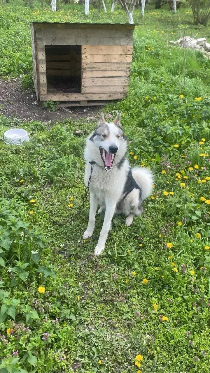 Пропал пёс 🐶 по кличке «Туман», порода — лайка. Ориентир — рядом или в станице Упорная...