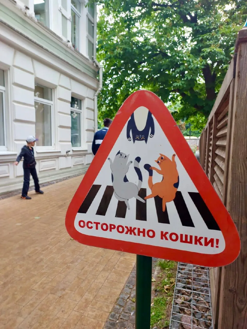 Сегодня, особенный день — День рождения зеленоградского кота ❤️