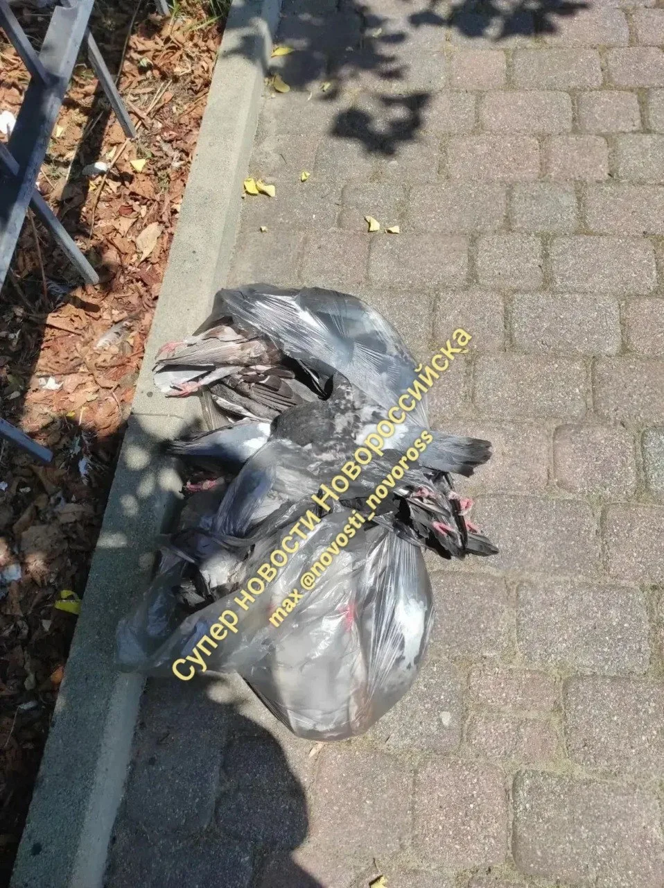 😱 Пакет с мёртвыми голубями на Бульваре Черняховского обнаружили туристы

от подписчицы #Новороссий