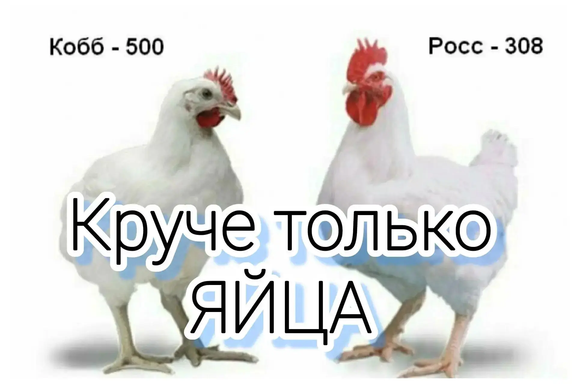 Ближайшая доставка инкубационного яйца

 БРОЙЛЕР
КОББ 500
РОСС 308

ПЕРЕПЕЛ 
СУПЕР ТЯЖ

НЕСУШКА 
БОР