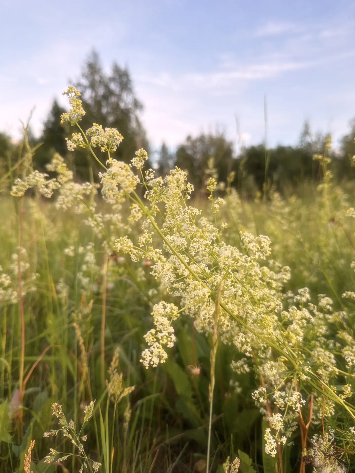 Доброе утро, Первый в Югре 🌾

С  сегодняшнего дня ночь будет становиться длиннее, а день короче.  Н
