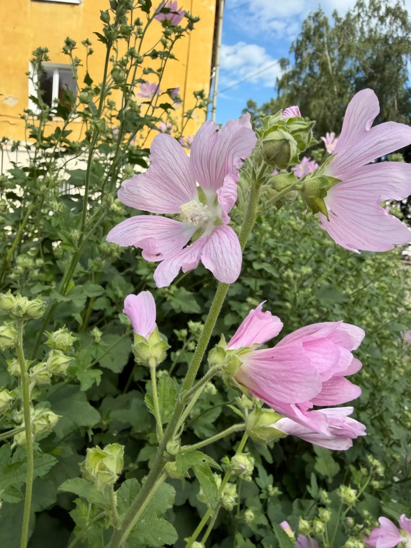 Хороших выходных! 🌸