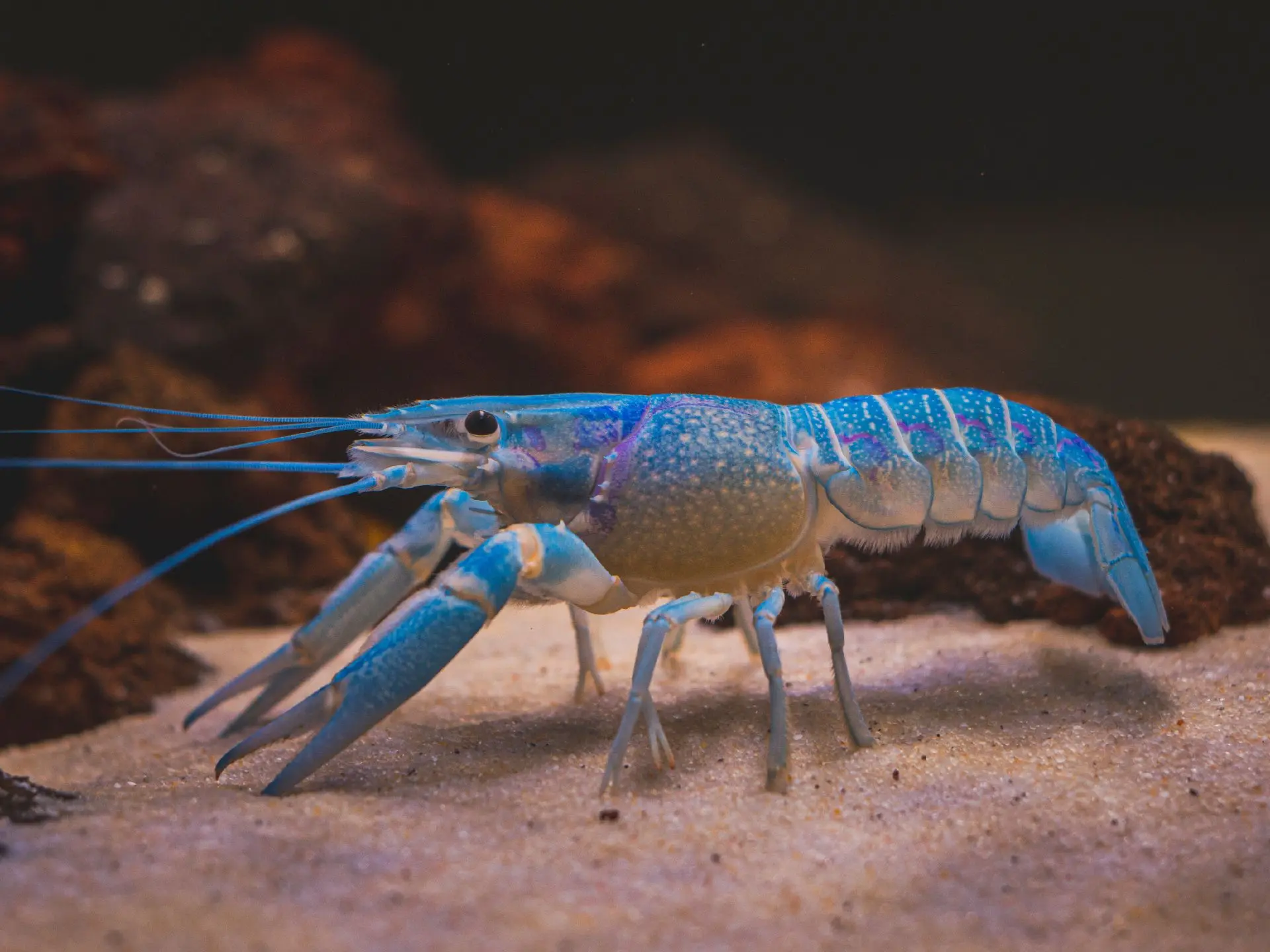 Ракообразные в аквариуме🦞🦐