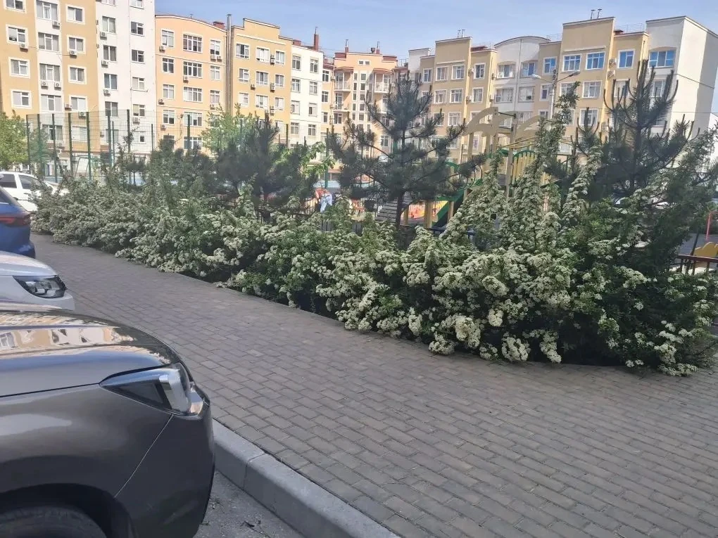 📌 Также на МКД по адресу: ул. Шевченко, 49 провели сезонную формовую стрижку зеленых н...