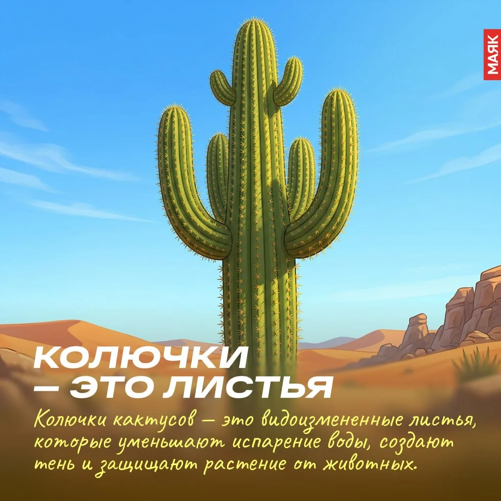 🌵 Кактусы кажутся простыми и привычными: колючие зеленые растения, которые растут в пустынях или ст