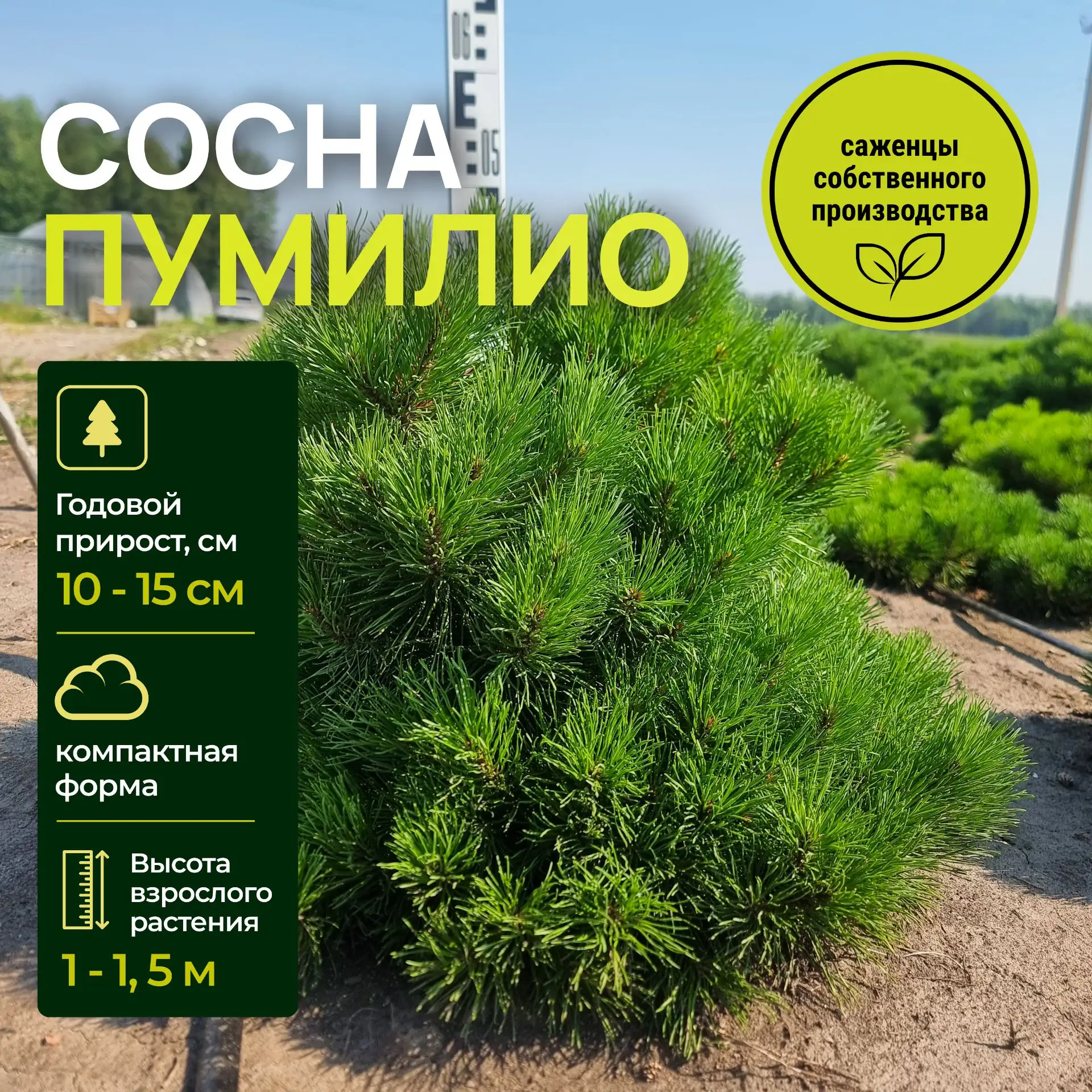 🌲 Осеннее бронирование хвойных из питомника 

В питомнике Садового супермаркета «Дача» открыто брон