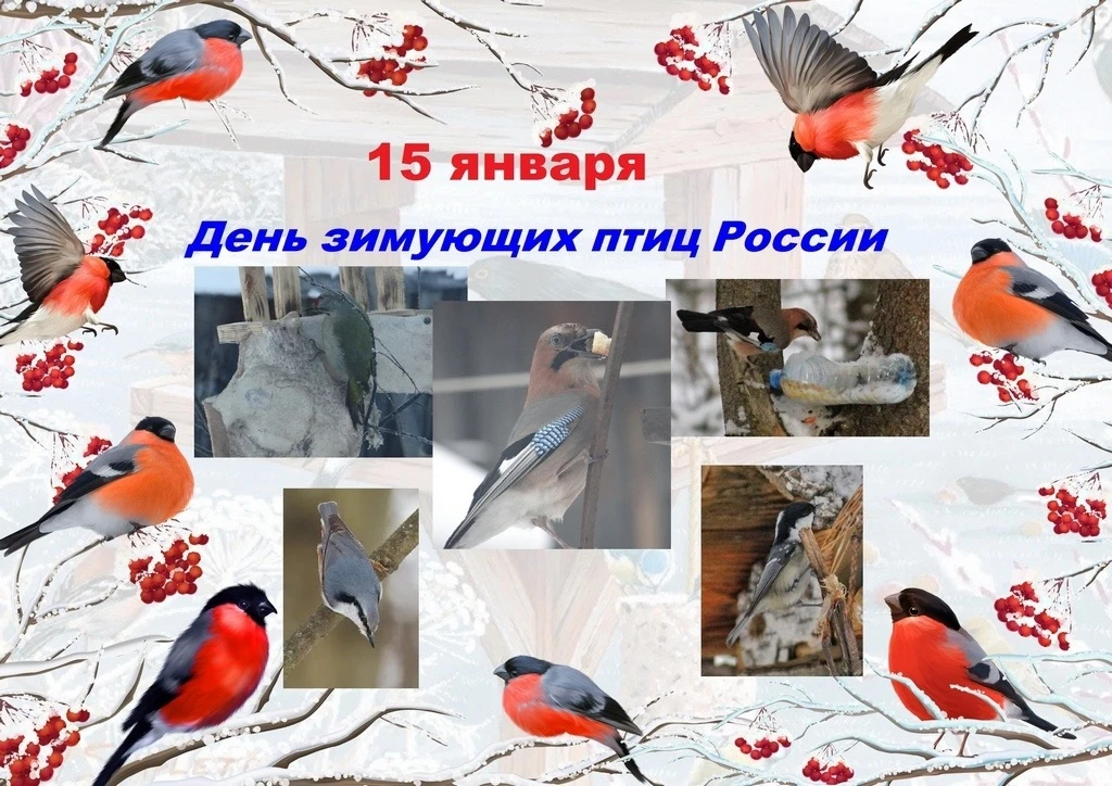 15 января 2026 года — День зимующих птиц в России. 
Это всероссийский экологический праздник, направ